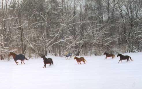 Horses Running