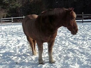 Siri at her new home.